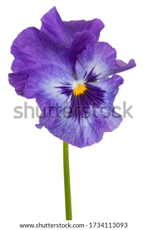 Studio Shot of Blue Colored Pansy Flower Isolated on White Background. Large Depth of Field (DOF). Macro. Close-up.