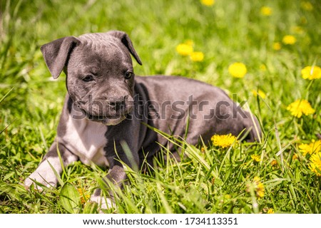 Happy dog through a green meadow. Looking at the camera. Pet care concept. Cute, charming puppy.