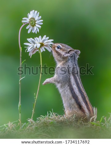 Cutest squirrel smelling a flower. Little chipmunk (Eutamias sibiricus) enjoying the flowers. Ground squirrel with beautiful white flowers. chipmunk loves flowers. Royalty-Free Stock Photo #1734117692