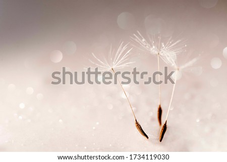 Dance of Fluffy Dandelion Seed Abstract Background. Sparkling Group of Blowball as Graceful Ballet Dancer. Ethereal Flower Bloom Shiny Closeup Picture. Tender Taraxacum Bokeh Detail Shot