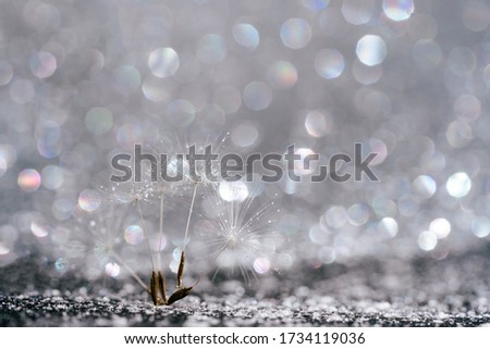 Airy Dandelion on Glittering Abstract Background. Light Blowball Seed on Bright Silver Tinsel Ground. Fluffy Graceful Flower Parachute Macro Shot. Taraxacum Stem in Sparkling Luster