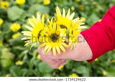 hand with bouquet of yellow daisies