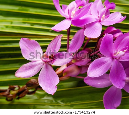 Branch Pink orchid and coconut leaf	