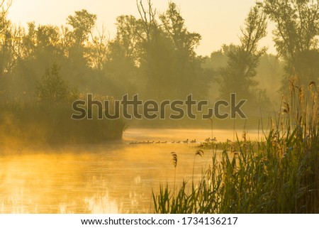 Geese and goslings swimming along the edge of a misty lake below a yellow blue sky in sunlight at sunrise in a spring morning