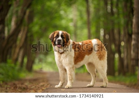 Moscow Watchdog moskovskaya storozhevaya russian breed guard dog outdoor Royalty-Free Stock Photo #1734140921