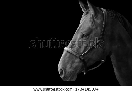 Portrait Beautiful Black And White Horse Closeup Face