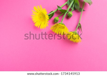 Yellow daisies on a bright pink background. The concept of spring, summer, flowering, holiday, celebration. Image for banner, postcards. Copyspace.