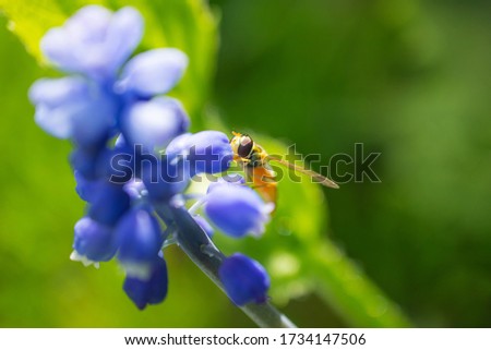 A bee sits on a blue flower and eats nectar. Summer bright macro photography. Copyspace.