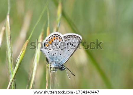 Silver-studded blue butterfly - Plebejus argus. Little blue butterfly on wild flower