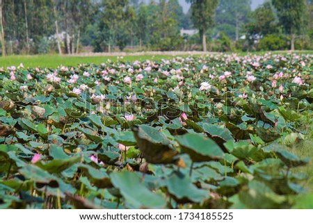 Natural and wonderful lotus ponds in Sa Dec, Vietnam 