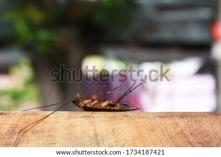 Dead cockroaches on a blurred background