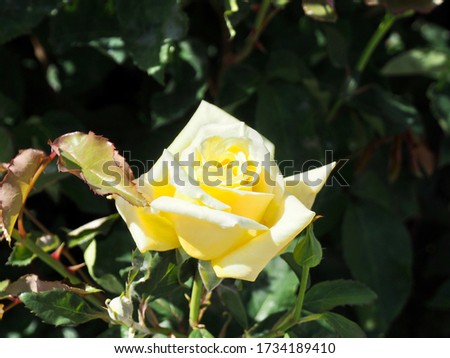 Beautiful yellow roses in summer