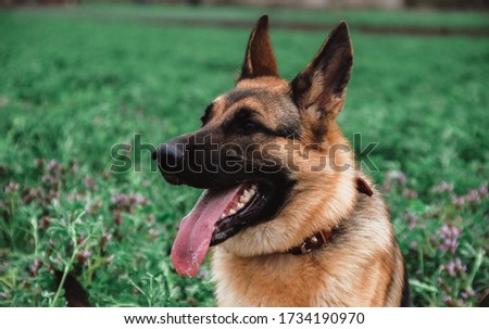 Portrait of a German shepherd in close-up. A thoroughbred dog smiles.