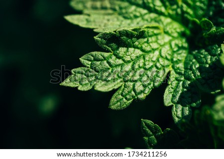 Beautiful fresh green leaf on a black background, macro shot of currant leaf.