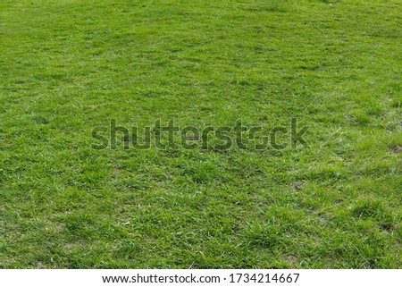 Green fresh grass on a meadow in spring.