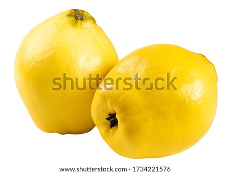 quince isolated on the white background, clipping path, full depth of field