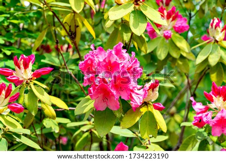 Red flowers of rhododendron in Japan