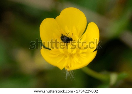 Macro of a small bug polling yellow flower into a wild field