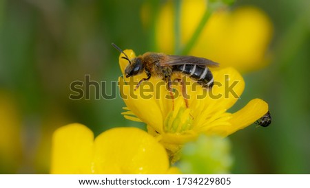 Macro of a small bee polling yellow flower into a wild field