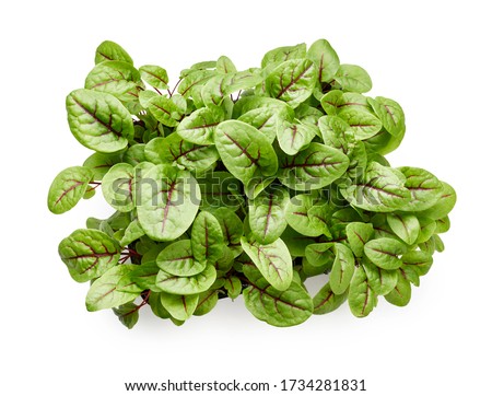Fresh micro green sorrel leaves. Red veined sorrel. Top view. Royalty-Free Stock Photo #1734281831