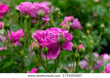 Dark pink buds and roses in close up