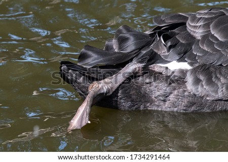 Close-up of a swan, the swan keeps its leg stretched backwards above the water while swimming. Reflections in the water.