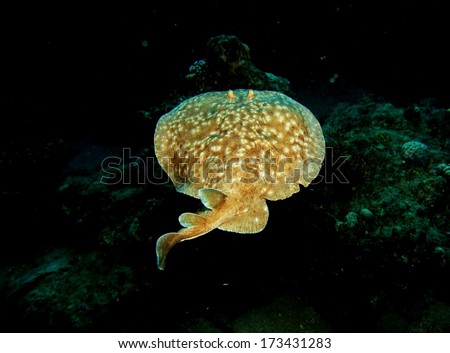 A torpedo (electric) ray swimming away on a coral reef Royalty-Free Stock Photo #173431283