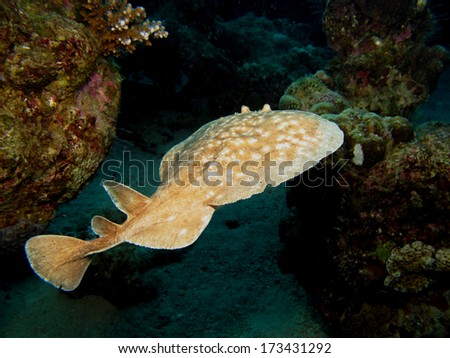A torpedo (electric) ray wobbles around on a coral reef Royalty-Free Stock Photo #173431292