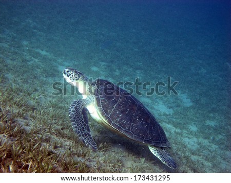 Green sea turtle (Chelonia mydas) feeds on seagrass
