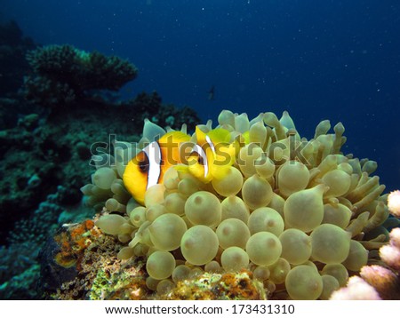 Anemonefish parent and baby in bubbly anemone