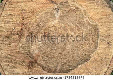 abstract background of cross section of a sawn tree with annual rings close up