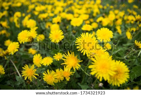 Green field with yellow dandelions. Closeup of yellow flowers on the ground