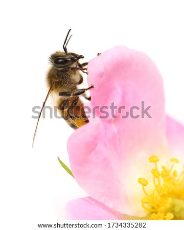 Honeybee on dog rose flower isolated on white background, macro