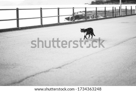 black and white photo of a cat walking on a pedestrian road 