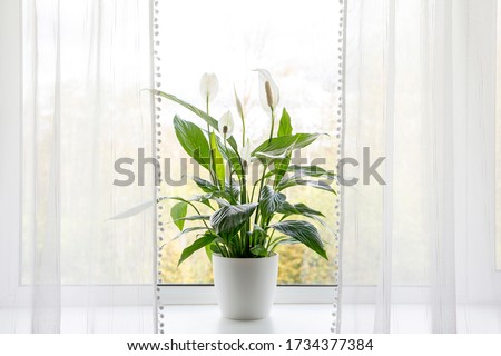 Air puryfing house plants in home concept. Spathiphyllum are commonly known as spath or peace lilies growing in pot in home room and cleaning indoor air. Royalty-Free Stock Photo #1734377384
