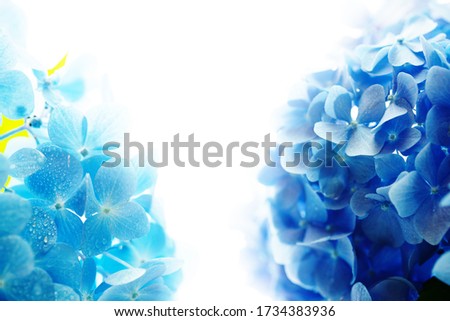 Two soft blue Hydrangea (Hydrangea macrophylla) or Hortensia flower in different blue tone, with water dew on petals, fading into white background. Shallow depth of field for soft dreamy feel.