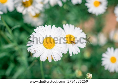The growing shasta daisy alaska