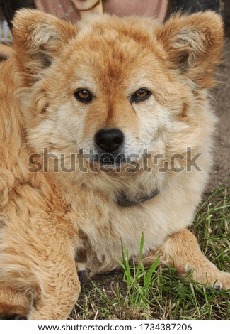 Portrait of cute yellow mongrel dog