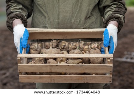box with potato seeds in the hands of a person, planting potatoes