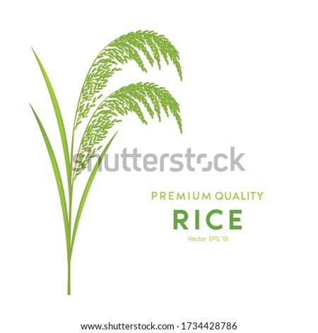 Rice and grains are symbols of agricultural harvesting, Wheat and green Rice. 3D Vector illustration