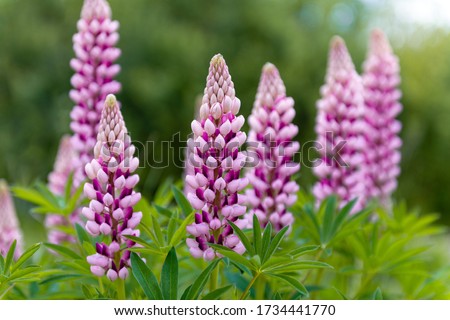Blooming macro lupine flower. Lupinus, lupin, lupine field with pink purple flower. Bunch of lupines summer flower background. A field of lupines. Violet spring and summer flower Royalty-Free Stock Photo #1734441770