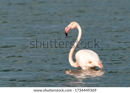 Greater Flamingo walks in water (Phoenicopterus roseus)