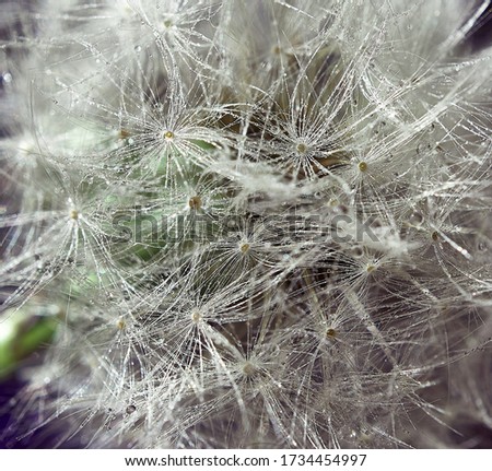 
Dandelion seeds in drops of water close-up. Macro photo,
background,
texture, selected focus on drops.                       