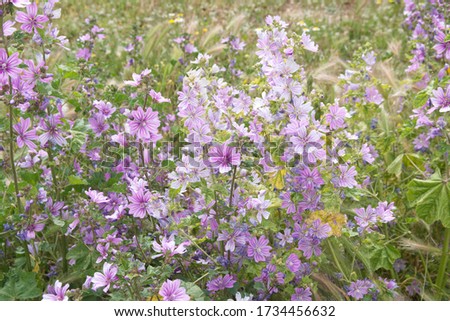 Wild mallow - Althaea officinalis, Malva sylvestris, Mallow plant with lilac pink flowers