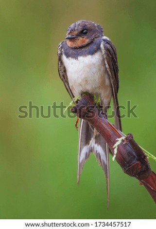 Swallow in the rain taken at a Nature Reserve in South Africa