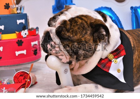 English bulldog biting his bone at his party