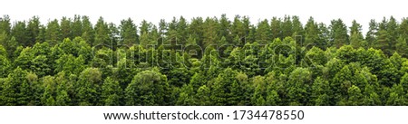 Lush green forest on the horizon is isolated. The edge of a forest with deciduous and coniferous trees, natural background. Wide size Royalty-Free Stock Photo #1734478550
