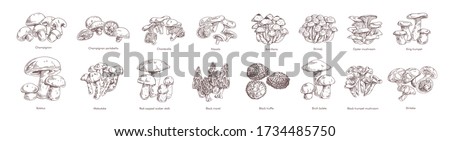 Collection of different realistic edible mushrooms in monochrome style. Set of various engraved seasonal fungi vector graphic illustration. Types of vegetarian organic food Royalty-Free Stock Photo #1734485750