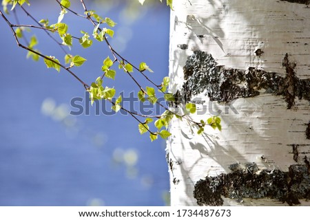 Blooming Birch tree in a sunny spring day. Young bright green leaves on birch tree branches close-up. White birch trunk in focus on a blurry blue background. Spring birch in bright sunlight close up. Royalty-Free Stock Photo #1734487673