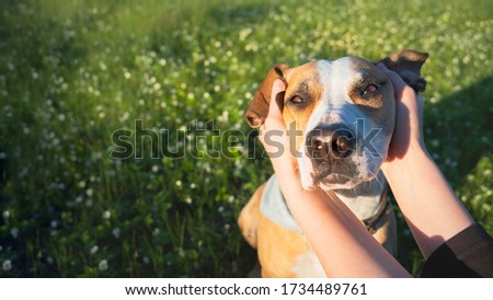 Relaxed dog face in human hands among green meadow and flowers. Pet and owner companionship, trust and affection concept, walking outdoors in summer